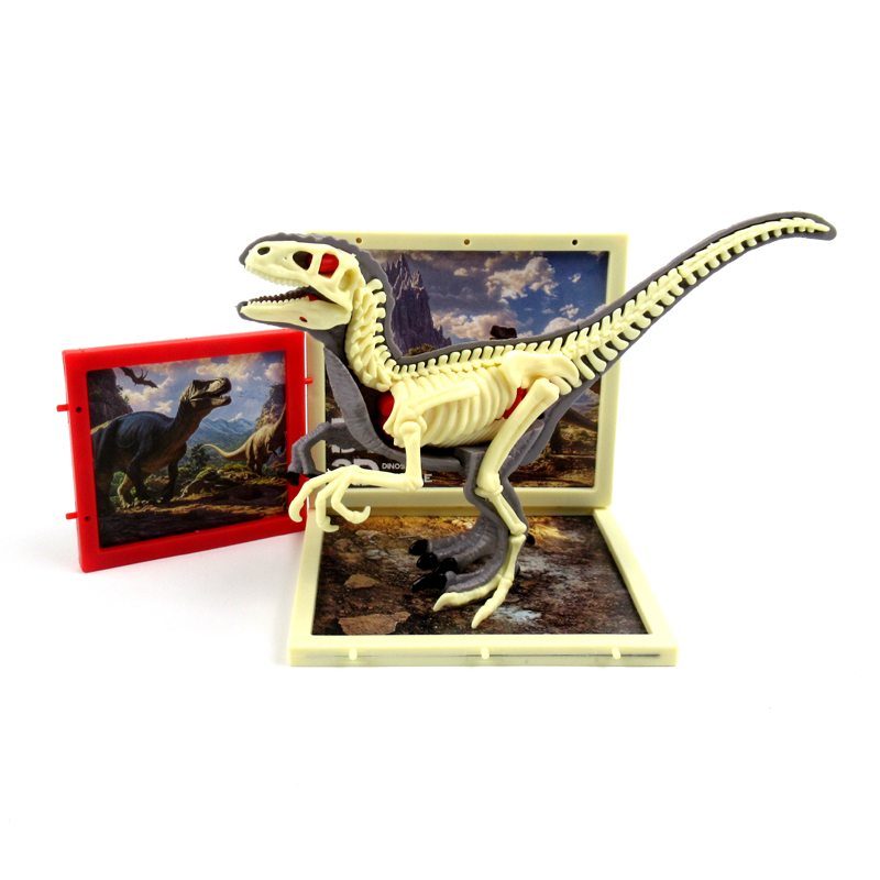 Velociraptor Anatomy